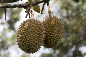 Durian, Jack fruit